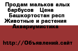 Продам мальков алых барбусов › Цена ­ 20 - Башкортостан респ. Животные и растения » Аквариумистика   